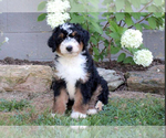 Small Photo #1 Aussiedoodle Puppy For Sale in QUARRYVILLE, PA, USA