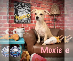Moxie - Female Chiweenie Dog for Adoption - Photo #4