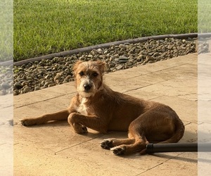 Mutt Dog for Adoption in APOPKA, Florida USA
