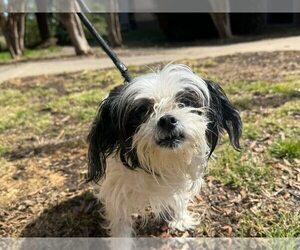 Shih Tzu-Unknown Mix Dogs for adoption in New York, NY, USA