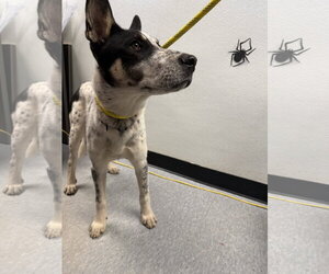 Butcher - Male Mutt Dog for Adoption