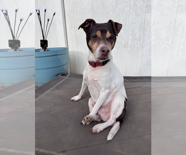 Medium Photo #1 Rat Terrier-Unknown Mix Puppy For Sale in Greenville, SC, USA