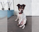 Woodford - Male Rat Terrier-Unknown Mix Dog for Adoption - Small photo