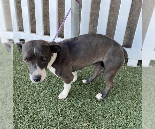 Medium Photo #1 Parson Russell Terrier-Unknown Mix Puppy For Sale in Modesto, CA, USA