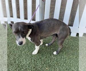 Parson Russell Terrier-Unknown Mix Dogs for adoption in Modesto, CA, USA