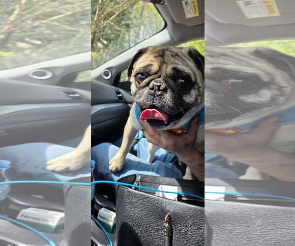 Medium Photo #5 Pug Puppy For Sale in Tenafly, NJ, USA
