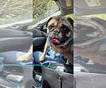 Small #4 Pug