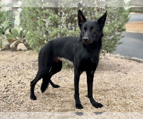 Medium Photo #6 German Shepherd Dog-Unknown Mix Puppy For Sale in PIPE CREEK, TX, USA
