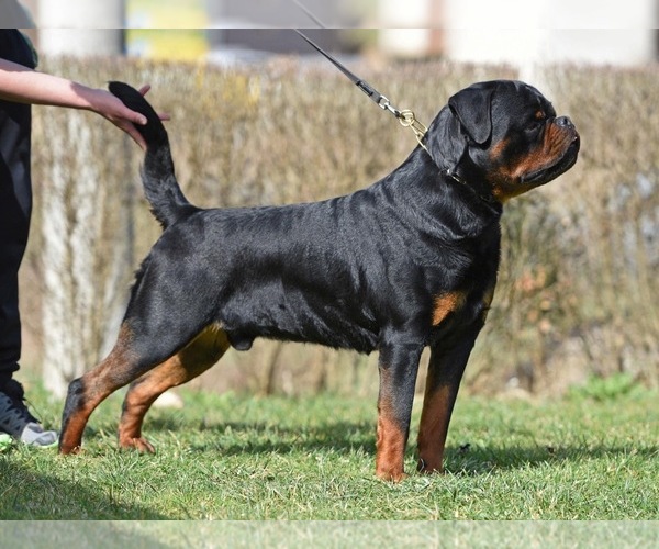 Medium Photo #14 Rottweiler Puppy For Sale in LA TUNA CANYON, CA, USA
