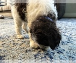 Small Photo #3 Lagotto Romagnolo Puppy For Sale in CLOVERDALE, OR, USA