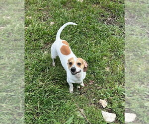 Cheagle Dogs for adoption in Oak Bluffs, MA, USA