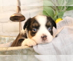 Small Photo #27 Australian Shepherd Puppy For Sale in STAFFORD, VA, USA