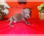 Small #1 American Pit Bull Terrier