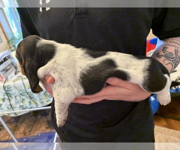 Medium Photo #12 Basset Hound Puppy For Sale in VERNON ROCKVILLE, CT, USA