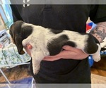 Small #11 Basset Hound