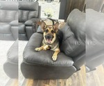 Small #1 German Shepherd Dog Mix
