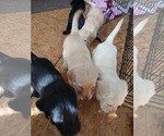 Small Photo #10 Goldador Doodle Puppy For Sale in GIBSONVILLE, NC, USA
