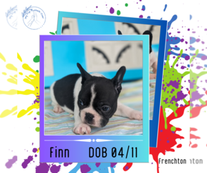 Faux Frenchbo Bulldog Puppy for sale in GOSHEN, IN, USA