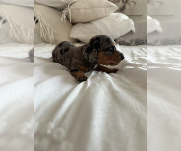 Medium Photo #3 Dachshund Puppy For Sale in SAN DIEGO, CA, USA
