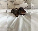 Small #2 Dachshund
