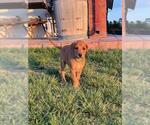 Small German Shepherd Dog-Texas Heeler Mix