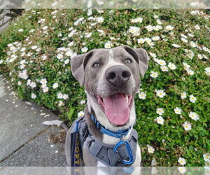 Mutt Dogs for adoption in McKinleyville, CA, USA