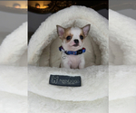 Small #6 Chihuahua