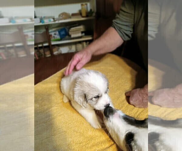 Medium Photo #5 Great Pyrenees Puppy For Sale in BANCROFT, WI, USA