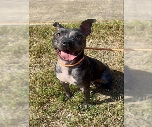 Medium Photo #1 American Staffordshire Terrier-Unknown Mix Puppy For Sale in Pasadena, TX, USA