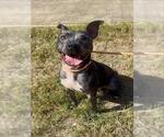 JEFFIE - Female American Staffordshire Terrier-Unknown Mix Dog for Adoption - Small photo