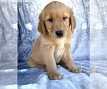 Small #6 Golden Retriever