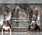 Small #6 American Bully