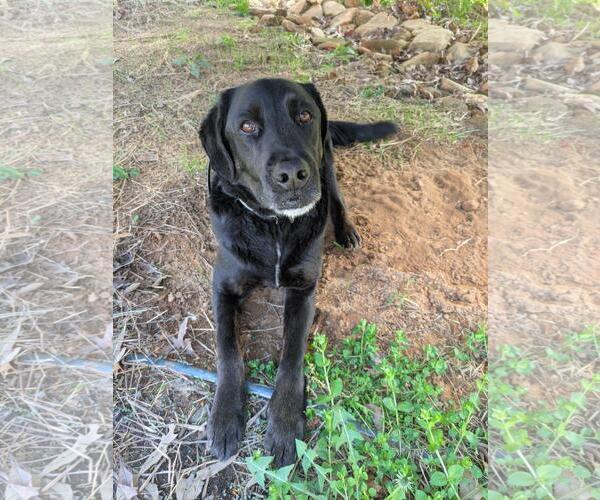 Medium Photo #3 Labrador Retriever-Unknown Mix Puppy For Sale in Rustburg, VA, USA