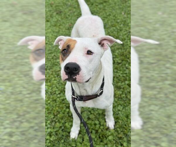 Medium Photo #1 American Bulldog Puppy For Sale in Fort Lauderdale, FL, USA