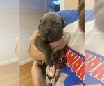 Small #3 Boerboel