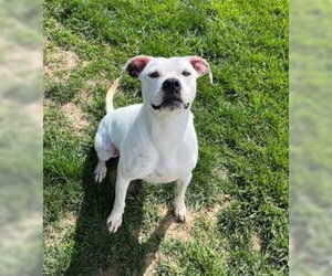 Clara - Female Boxer-Unknown Mix Dog for Adoption - Photo #4