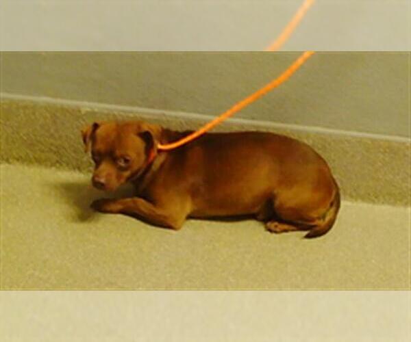 Medium Photo #1 Chihuahua-Unknown Mix Puppy For Sale in Las Vegas, NV, USA