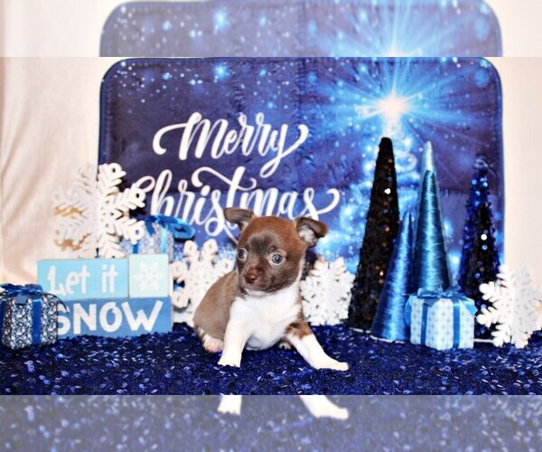 Medium Photo #2 Chihuahua Puppy For Sale in CHARLESTON, AR, USA