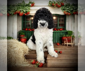 Bernedoodle-Poodle (Standard) Mix Puppy for sale in MENIFEE, CA, USA