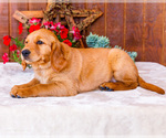 Small Photo #29 Golden Retriever Puppy For Sale in WAKARUSA, IN, USA