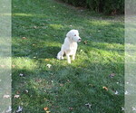 Small Photo #23 English Cream Golden Retriever Puppy For Sale in NORTHWOOD, OH, USA