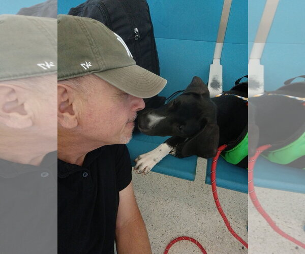 Medium Photo #2 Labrador Retriever-Unknown Mix Puppy For Sale in Jenkintown, PA, USA