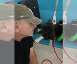 Small #1 Labrador Retriever Mix
