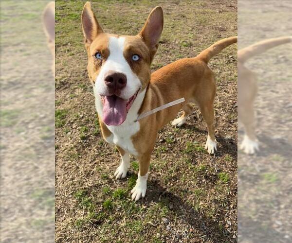 Medium Photo #2 Siberian Husky-Unknown Mix Puppy For Sale in Conroe, TX, USA