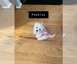 Small Photo #1 Maltese Puppy For Sale in COLUMBIA, MD, USA