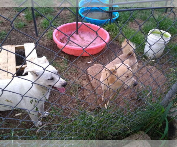 Medium Photo #7 - Mix Puppy For Sale in Orange Grove, TX, USA