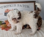 Small Photo #45 ShihPoo Puppy For Sale in GOSHEN, IN, USA