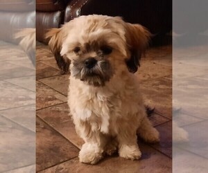 Mother of the Shih Tzu puppies born on 05/30/2021