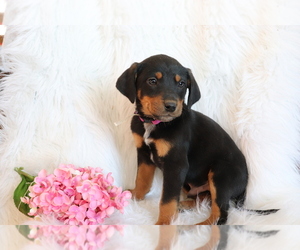 Bluetick Coonhound-Labrador Retriever Mix Puppy for sale in SHILOH, OH, USA