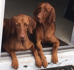 Mother of the Vizsla puppies born on 04/04/2018